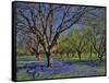 Grape Hyacinth Flowers in Orchard-Steve Terrill-Framed Stretched Canvas