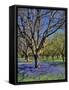 Grape Hyacinth Flowers in Orchard-Steve Terrill-Framed Stretched Canvas