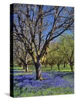 Grape Hyacinth Flowers in Orchard-Steve Terrill-Stretched Canvas