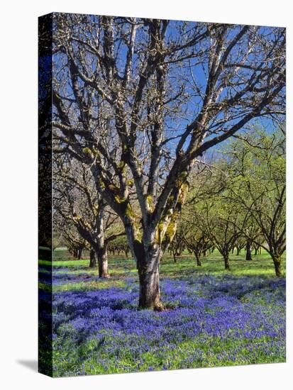Grape Hyacinth Flowers in Orchard-Steve Terrill-Stretched Canvas