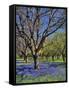 Grape Hyacinth Flowers in Orchard-Steve Terrill-Framed Stretched Canvas