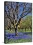 Grape Hyacinth Flowers in Orchard-Steve Terrill-Stretched Canvas