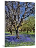 Grape Hyacinth Flowers in Orchard-Steve Terrill-Stretched Canvas