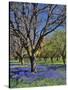 Grape Hyacinth Flowers in Orchard-Steve Terrill-Stretched Canvas