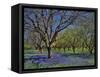 Grape Hyacinth Flowers in Orchard-Steve Terrill-Framed Stretched Canvas