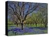 Grape Hyacinth Flowers in Orchard-Steve Terrill-Stretched Canvas