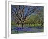 Grape Hyacinth Flowers in Orchard-Steve Terrill-Framed Photographic Print