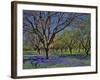 Grape Hyacinth Flowers in Orchard-Steve Terrill-Framed Photographic Print