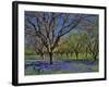 Grape Hyacinth Flowers in Orchard-Steve Terrill-Framed Photographic Print