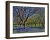 Grape Hyacinth Flowers in Orchard-Steve Terrill-Framed Photographic Print