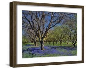 Grape Hyacinth Flowers in Orchard-Steve Terrill-Framed Photographic Print