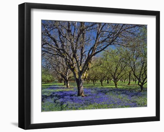 Grape Hyacinth Flowers in Orchard-Steve Terrill-Framed Photographic Print