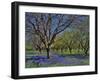 Grape Hyacinth Flowers in Orchard-Steve Terrill-Framed Photographic Print