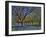 Grape Hyacinth Flowers in Orchard-Steve Terrill-Framed Photographic Print