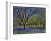 Grape Hyacinth Flowers in Orchard-Steve Terrill-Framed Photographic Print