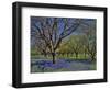 Grape Hyacinth Flowers in Orchard-Steve Terrill-Framed Photographic Print