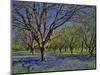 Grape Hyacinth Flowers in Orchard-Steve Terrill-Mounted Photographic Print