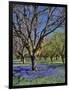 Grape Hyacinth Flowers in Orchard-Steve Terrill-Framed Photographic Print