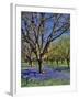 Grape Hyacinth Flowers in Orchard-Steve Terrill-Framed Photographic Print