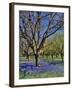 Grape Hyacinth Flowers in Orchard-Steve Terrill-Framed Photographic Print