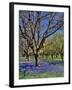 Grape Hyacinth Flowers in Orchard-Steve Terrill-Framed Photographic Print