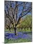 Grape Hyacinth Flowers in Orchard-Steve Terrill-Mounted Photographic Print