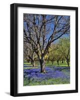 Grape Hyacinth Flowers in Orchard-Steve Terrill-Framed Photographic Print