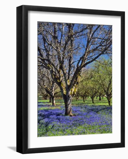 Grape Hyacinth Flowers in Orchard-Steve Terrill-Framed Photographic Print