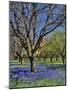 Grape Hyacinth Flowers in Orchard-Steve Terrill-Mounted Photographic Print