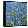 Grape Hyacinth in Bloom-Anna Miller-Framed Stretched Canvas
