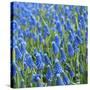 Grape Hyacinth in Bloom-Anna Miller-Stretched Canvas
