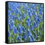 Grape Hyacinth in Bloom-Anna Miller-Framed Stretched Canvas