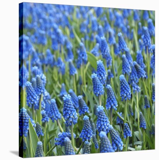 Grape Hyacinth in Bloom-Anna Miller-Stretched Canvas