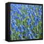 Grape Hyacinth in Bloom-Anna Miller-Framed Stretched Canvas