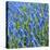 Grape Hyacinth in Bloom-Anna Miller-Stretched Canvas