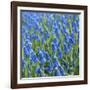 Grape Hyacinth in Bloom-Anna Miller-Framed Photographic Print