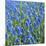 Grape Hyacinth in Bloom-Anna Miller-Mounted Photographic Print