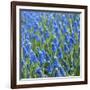 Grape Hyacinth in Bloom-Anna Miller-Framed Photographic Print