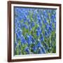 Grape Hyacinth in Bloom-Anna Miller-Framed Photographic Print