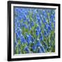 Grape Hyacinth in Bloom-Anna Miller-Framed Photographic Print