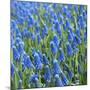 Grape Hyacinth in Bloom-Anna Miller-Mounted Photographic Print