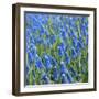 Grape Hyacinth in Bloom-Anna Miller-Framed Photographic Print