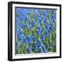 Grape Hyacinth in Bloom-Anna Miller-Framed Photographic Print