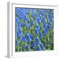 Grape Hyacinth in Bloom-Anna Miller-Framed Photographic Print