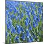 Grape Hyacinth in Bloom-Anna Miller-Mounted Photographic Print