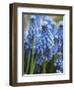 Grape Hyacinth in Bloom-Anna Miller-Framed Photographic Print