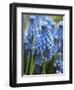 Grape Hyacinth in Bloom-Anna Miller-Framed Photographic Print