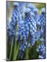 Grape Hyacinth in Bloom-Anna Miller-Mounted Photographic Print