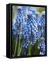 Grape Hyacinth in Bloom-Anna Miller-Framed Stretched Canvas