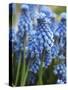 Grape Hyacinth in Bloom-Anna Miller-Stretched Canvas